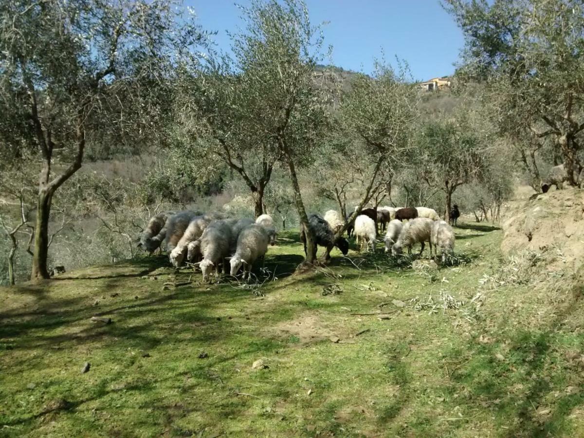 Agriturismo Borgo Mocale Castelfranco di Sopra Екстер'єр фото